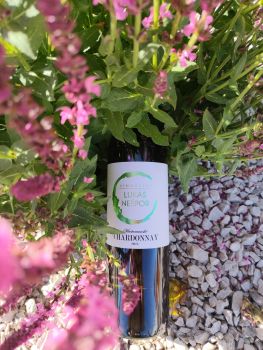 Chardonnay Hastrmanské